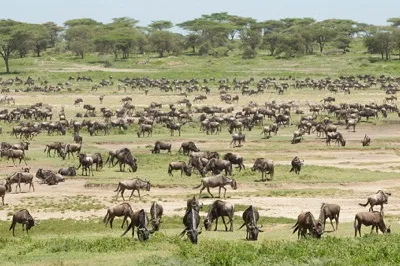 Kilimanjaro and Serengeti safari combo