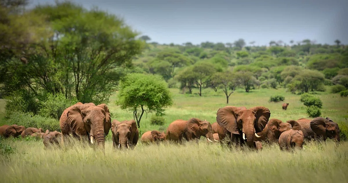9 Day Tanzania Safari