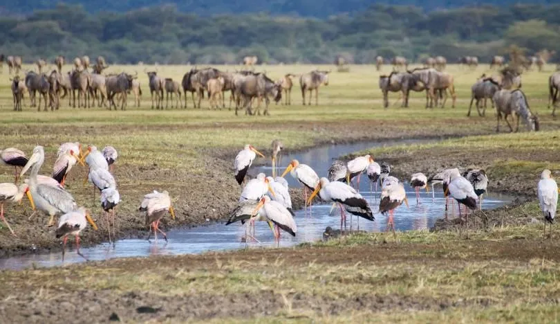 Flamingo flock along the shore of Lake Manyara