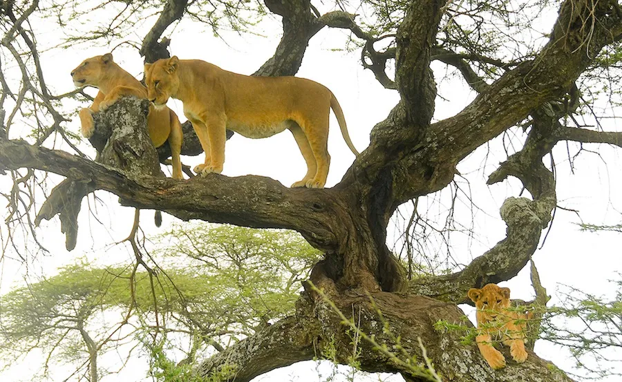 Wildlife in the Ngorongoro Crater, a day trip from Arusha