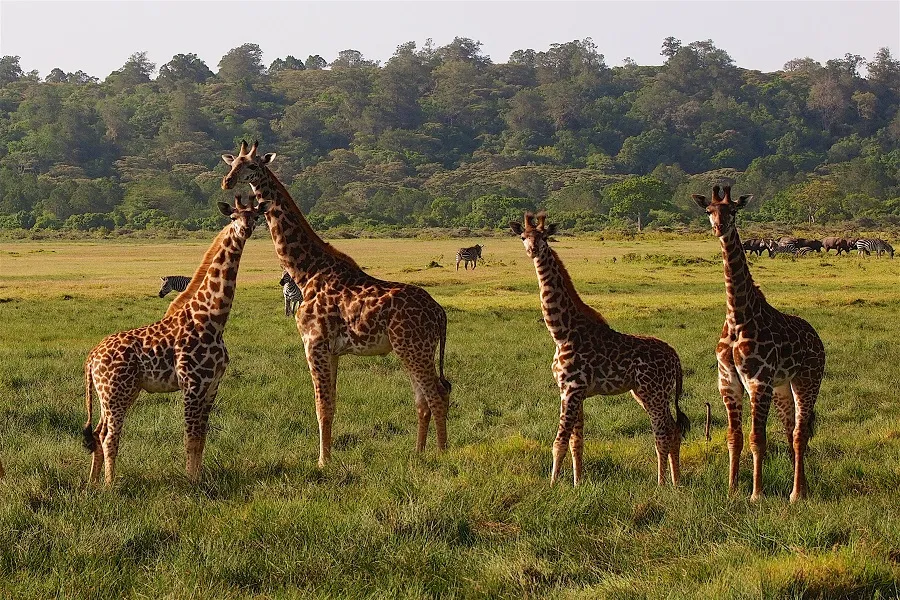 Wildlife in Arusha National Park, a day trip from Moshi