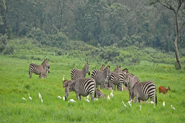 Things to do in Arusha