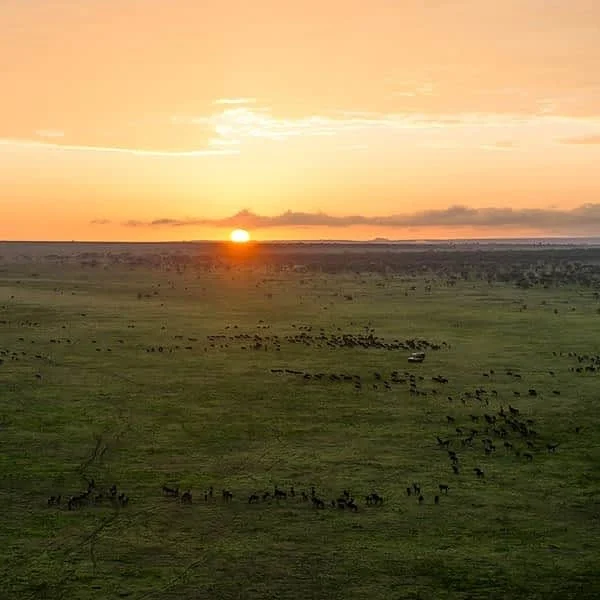Cheetah on the short-grass plains near Ndutu, southern Serengeti
