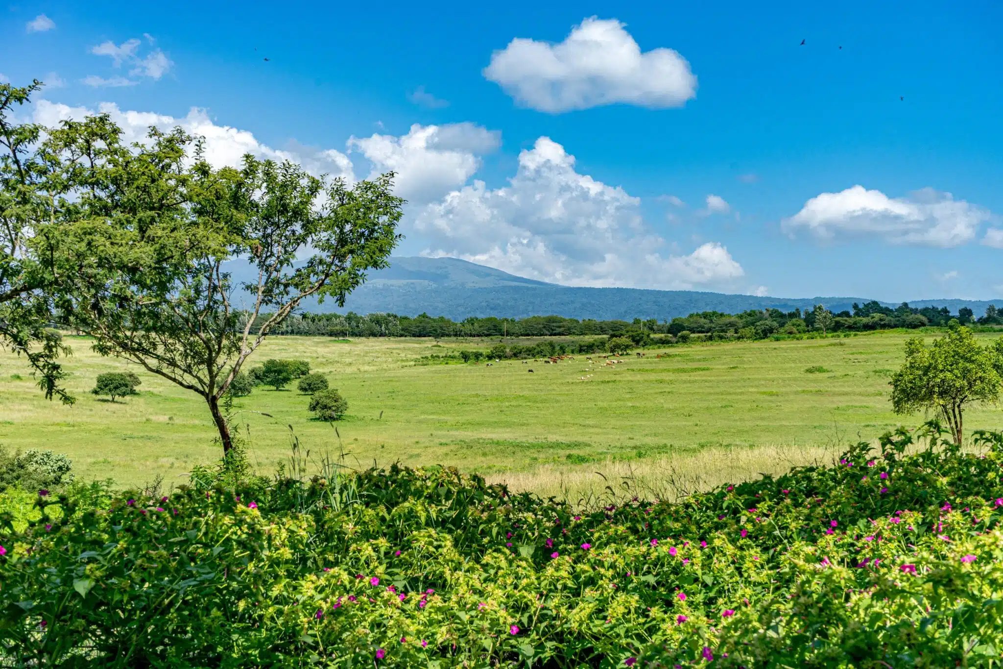 Coffee plantation at Gibb's Farm near Karatu