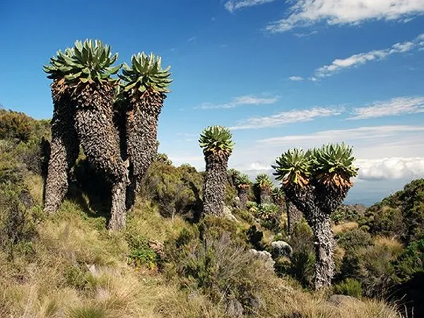 Kilimanjaro Northern Circuit Route