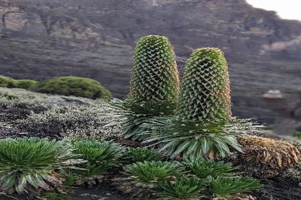 Kilimanjaro Umbwe 7 Days