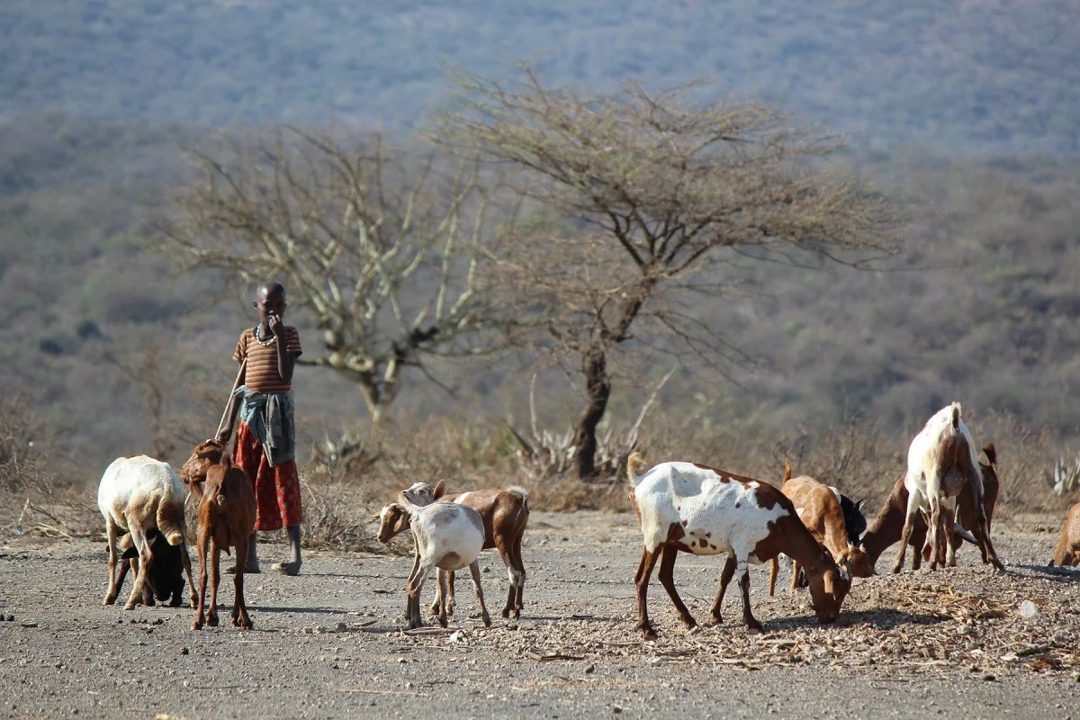 Lake Eyasi Hadzabe Bushmen Walk