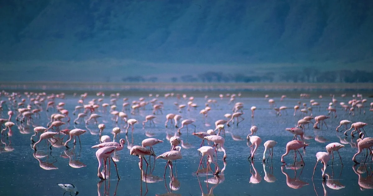 Lake Manyara Day Trip