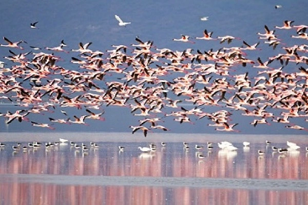Lake Manyara National Park