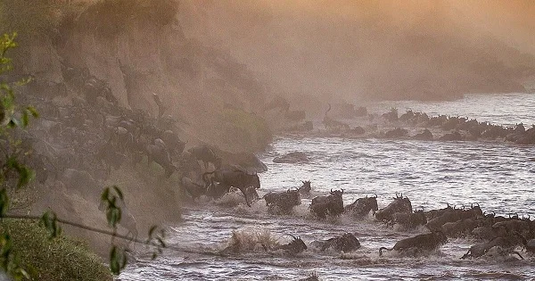 Serengeti Migration Safari