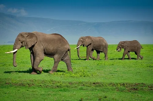 Ngorongoro Crater day trip