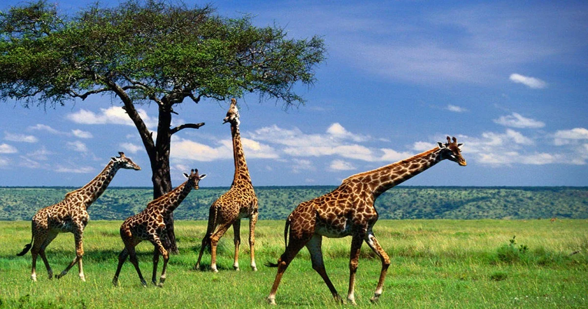 Ngorongoro Crater Day Trip