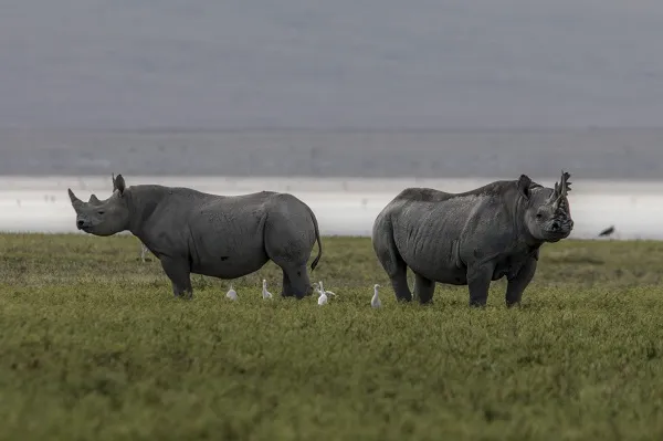 4-day Tanzania safari