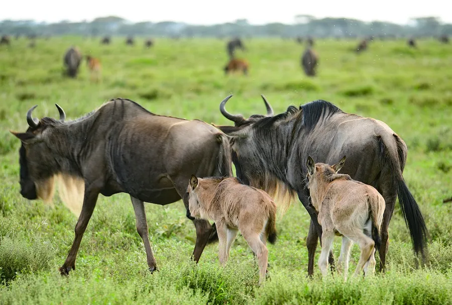 Ngorongoro Crater