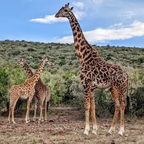 Nyerere National Park