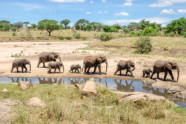 Elephant herd beneath baobab trees at Tarangire National Park