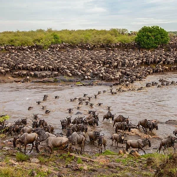 Wildebeest herds on the Serengeti plains