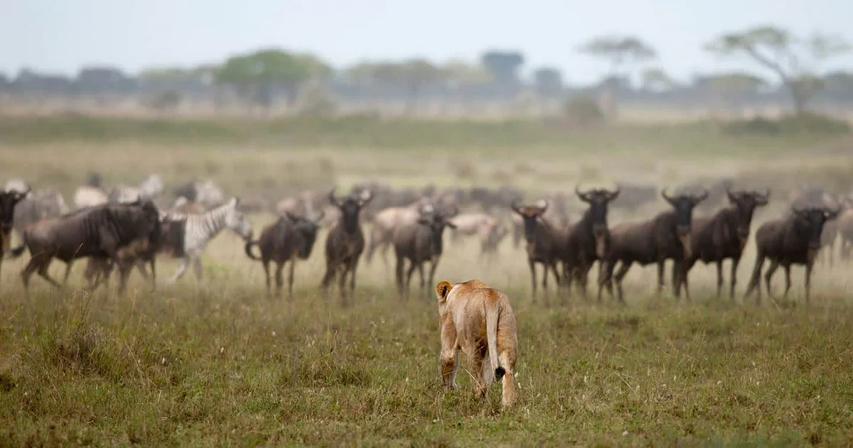 8-day Serengeti safari