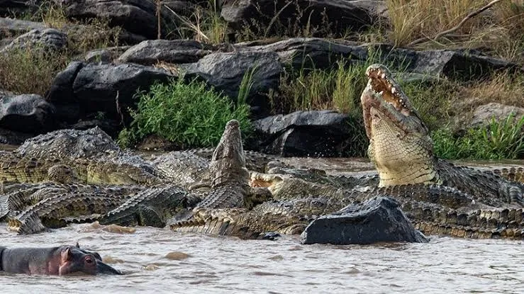 Serengeti Migration Safari