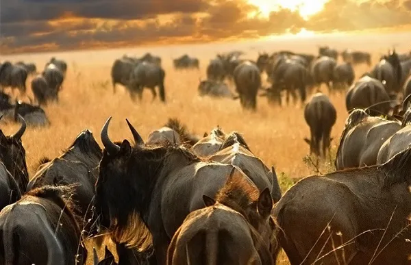 Serengeti National Park
