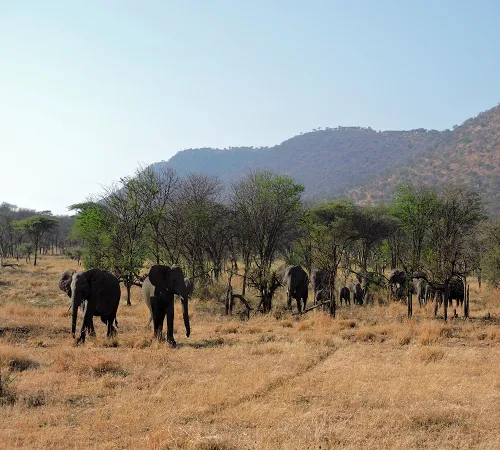 Serengeti Migration Safari