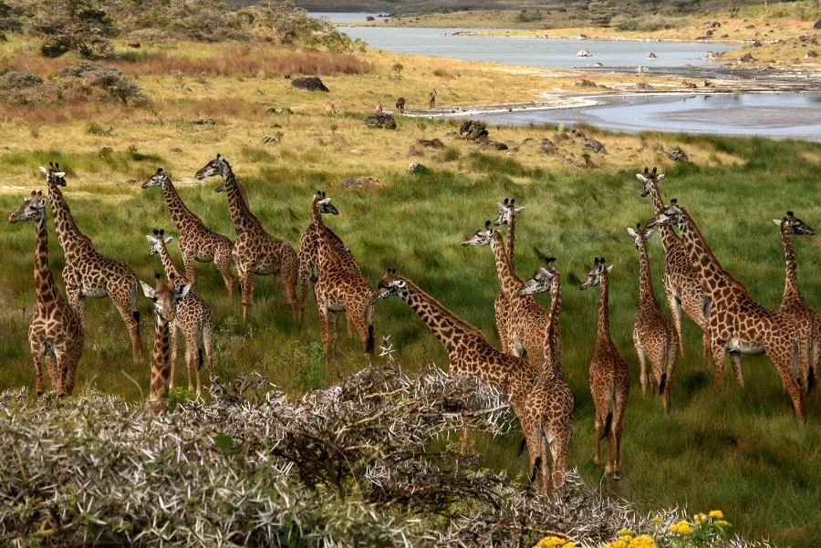 1 Day Tanzania Safari