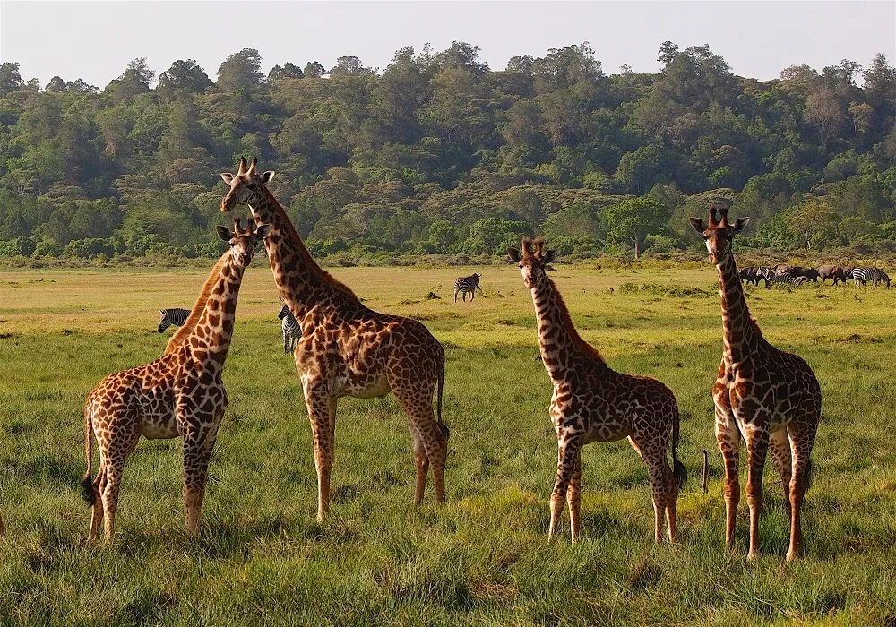 Tanzania private safari