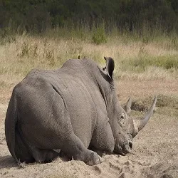2 Day Tanzania Safari