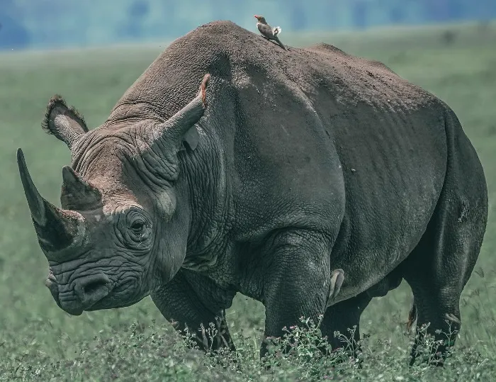 3 Day Tanzania Safari