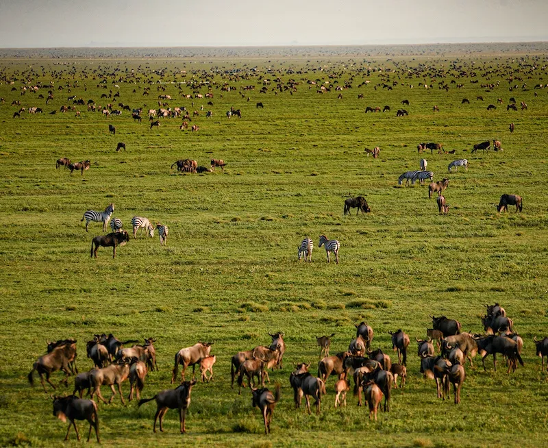 4 Day Tanzania Safari