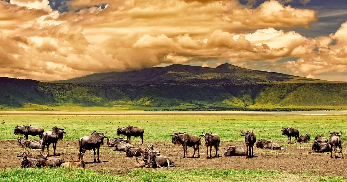 9 day Tanzania safari