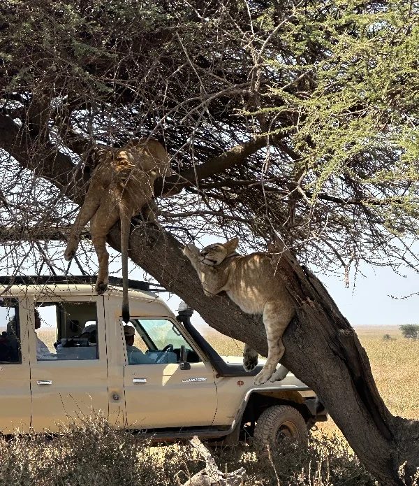 Tanzania Group Safari