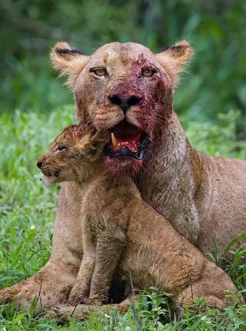 Tanzania safari