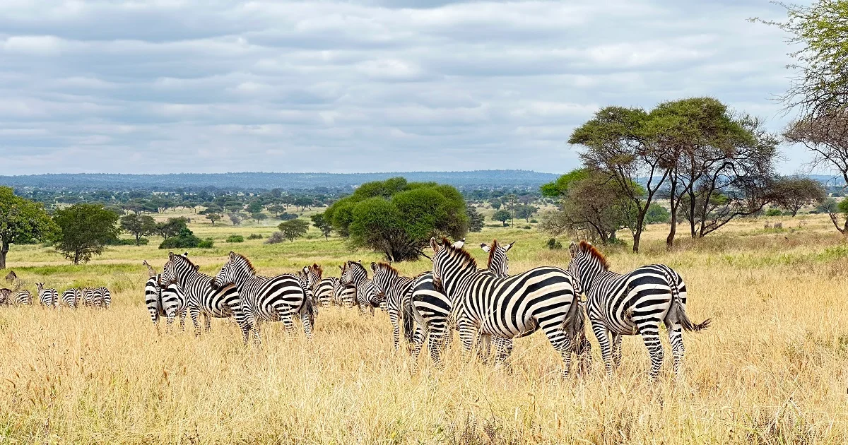 Tanzania Private Safari