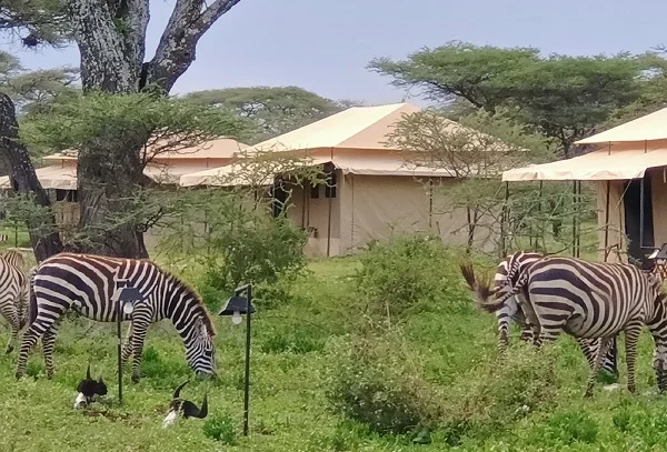 6 day Tanzania safari
