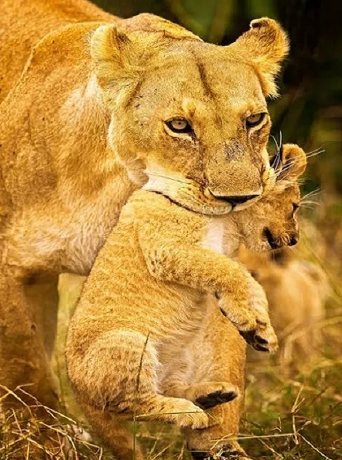 Tanzania private safari