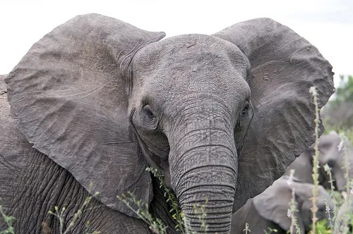 Elephant herd in Tarangire National Park