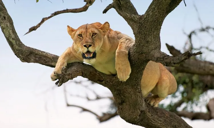 Tree-climbing lion at Lake Manyara National Park, near Karatu